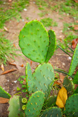 Breen cactus opuntia close up