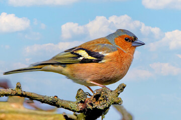 M&auml;nnlicher  Buchfink  auf einem Baum