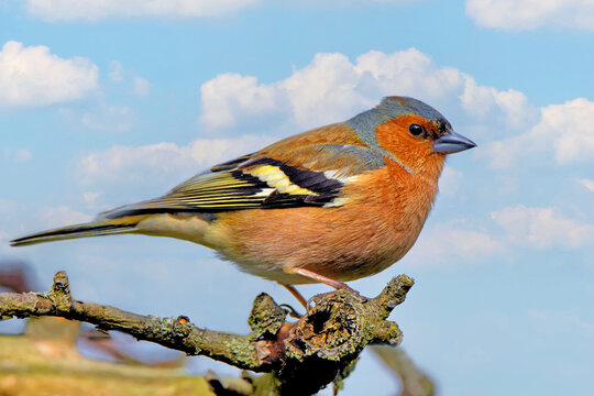 M&auml;nnlicher  Buchfink  auf einem Baum