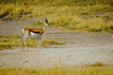 A single springbok with curved horns in the dry savannah of Africa, surrounded by yellow grass during the dry season. Etosha National Park in Namibia, Africa. Antidorcas.
