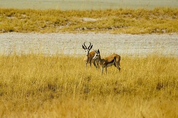 Naklejka premium A single springbok with curved horns in the dry savannah of Africa, surrounded by yellow grass during the dry season. Etosha National Park in Namibia, Africa. Antidorcas.