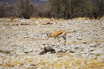 Photograph of a springbok on the stony ground of the savannah during the dry season. Etosha National Park in Namibia, Africa. Antidorcas.