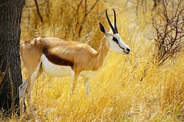 A single springbok with curved horns in the dry savannah of Africa, surrounded by yellow grass during the dry season. Etosha National Park in Namibia, Africa. Antidorcas.