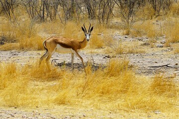 A single springbok with curved horns in the dry savannah of Africa, surrounded by yellow grass during the dry season. Etosha National Park in Namibia, Africa. Antidorcas.