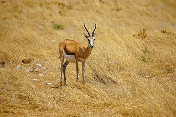 A single springbok with curved horns in the dry savannah of Africa, surrounded by yellow grass during the dry season. Etosha National Park in Namibia, Africa. Antidorcas.