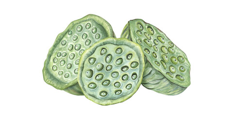 Lotus seed head pile watercolor illustration on isolated background. Green Asian lotus aquatic plant with seeds composition. Water Lily pods heap for cosmetic, food decor, invitations, packaging