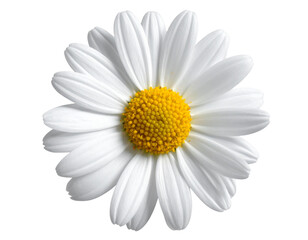 Fresh White Daisy Bloom in Close-Up, isolated on a transparent background.