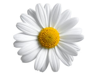 Fresh White Daisy Bloom in Close-Up, isolated on a transparent background.