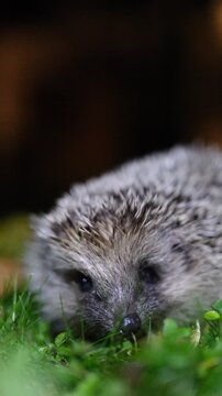 Niedlicher Igel in nat&uuml;rlicher Umgebung &ndash; s&uuml;&szlig;es Tierverhalten in hochwertigem Wildlife-Video
