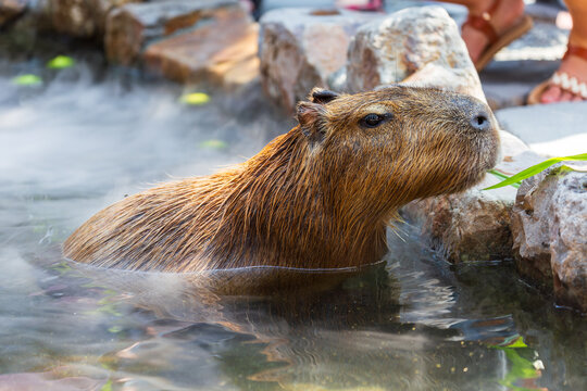 The docile capybaras interact closely with tourists at tourist attractions.