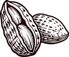 Vintage engraved drawing of almond nuts in shell and kernel isolated on white background