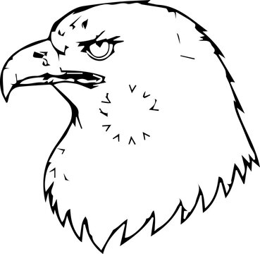 This is a head of an eagle or hawk