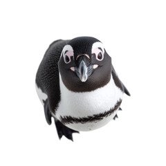 Naklejka premium Adorable Penguin Portrait on White Background