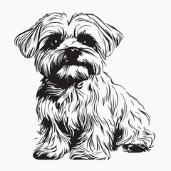 vector illustration of a maltese dog