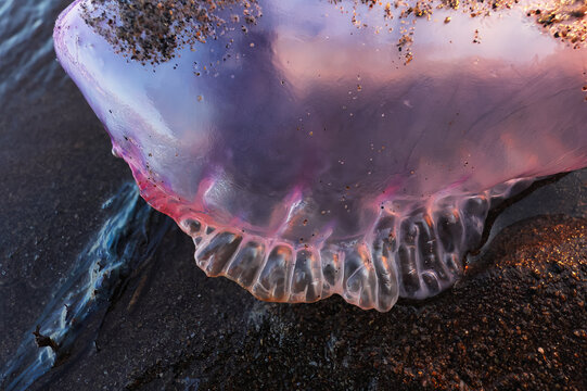 Close-up of portuguese man-of-war on beach shore