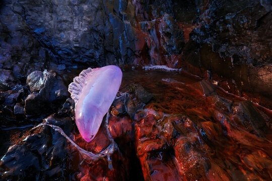 Portuguese man-of-war on rocky Spanish beach