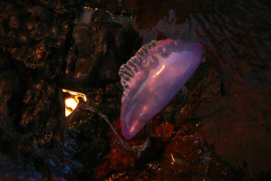 Portuguese man-of-war on dark Llumeres beach rocks