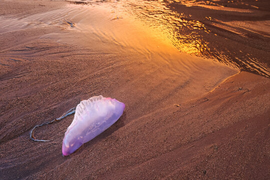Portuguese man-of-war on Llumeres beach at sunset