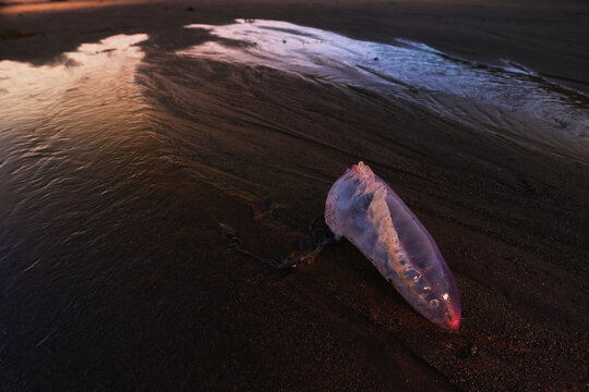 Portuguese man-of-war on Llumeres beach at sunset