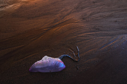 Bluebottle siphonophore on Llumeres beach, Asturias coast