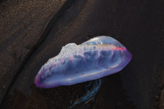Portuguese man-of-war on Llumeres beach, Asturias