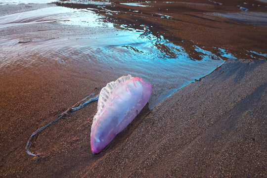 Portuguese man-of-war on Asturian coast