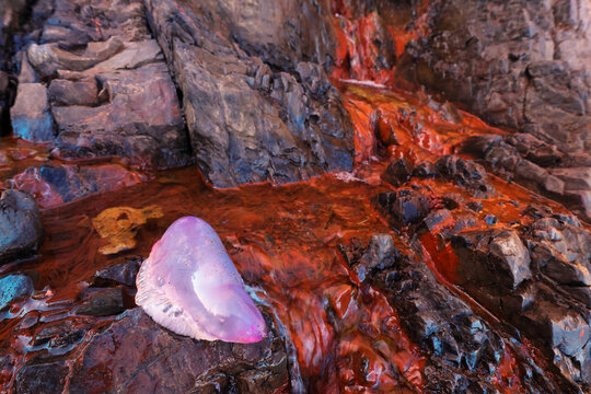Portuguese man-of-war on colorful Asturian coast rocks