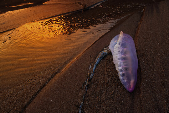 Siphonophore on the Asturian coast at sunset