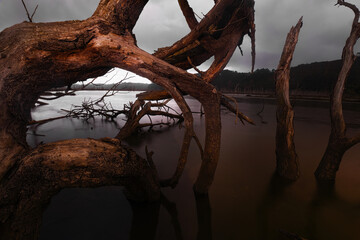 Dead trees by the lake in San Vicente de la Barquera