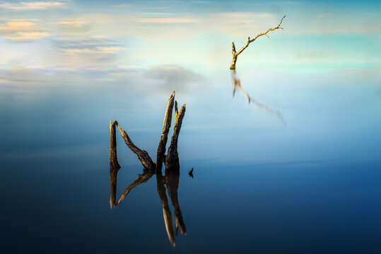 Dead trees stand quietly in Braeside Park wetlands.