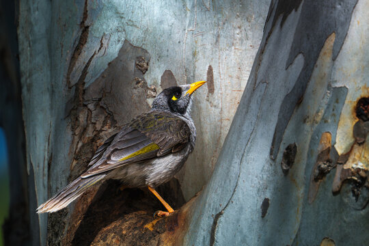 Noisy miners perch on branches observing their surroundings