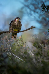 A red wattlebird perches on a slender tree branch.