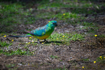 Red-rumped parrot eats a small flower in  grasslands.