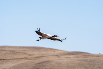 Black-necked Cranes in Winter at Dashanbao Wetland, Yunnan, China