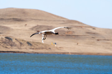 Black-necked Cranes in Winter at Dashanbao Wetland, Yunnan, China