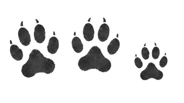 Two black paw print impressions, each with five toes, are displayed against a clean white backdrop