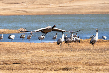 Black-necked Cranes in Winter at Dashanbao Wetland, Yunnan, China