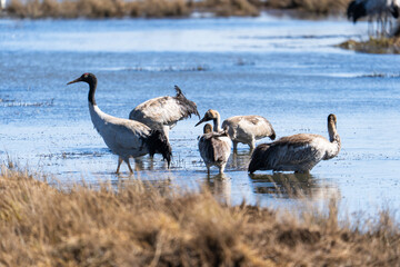Black-necked Cranes in Winter at Dashanbao Wetland, Yunnan, China