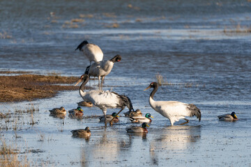 Black-necked Cranes in Winter at Dashanbao Wetland, Yunnan, China