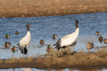 Fototapeta premium Black-necked Cranes in Winter at Dashanbao Wetland, Yunnan, China