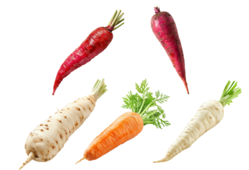 Set of Imperator carrot and Parsnip root with green leaves isolated on a white background
