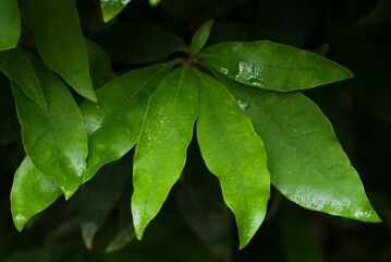Plant list 2025 - Deherainia smaragdina (Emerald Deherainia)
