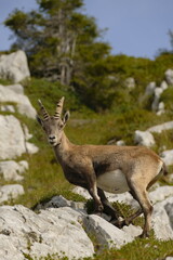 Steingeiß schaut nach unten – Portrait einer Bergziege in den Alpen