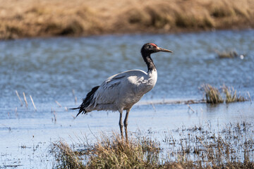 Black-necked Cranes in Winter at Dashanbao Wetland, Yunnan, China