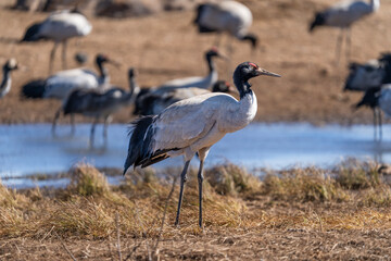Black-necked Cranes in Winter at Dashanbao Wetland, Yunnan, China