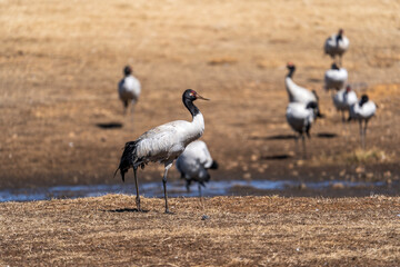 Black-necked Cranes in Winter at Dashanbao Wetland, Yunnan, China