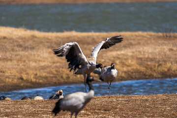 Obraz premium Black-necked Cranes in Winter at Dashanbao Wetland, Yunnan, China