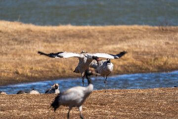 Black-necked Cranes in Winter at Dashanbao Wetland, Yunnan, China