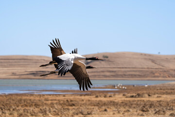 Black-necked Cranes in Winter at Dashanbao Wetland, Yunnan, China