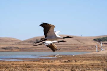 Black-necked Cranes in Winter at Dashanbao Wetland, Yunnan, China